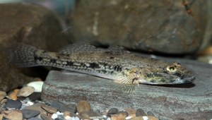 Glossogobius olivaceus (點帶叉舌鰕虎)縮圖