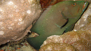 Aethaloperca rogaa (煙鱠)縮圖