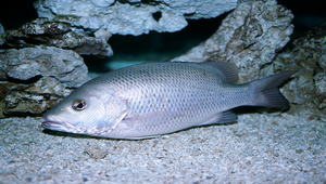 Lutjanus argentimaculatus (銀紋笛鯛)縮圖