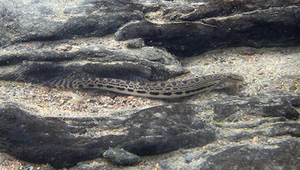 Cobitis sinensis (中華鰍)縮圖