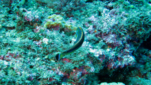 Pseudojuloides cerasinus (細尾擬海豬魚)-資源代表圖