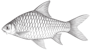Hypsibarbus pierrei (高體高鬚魚)-資源代表圖