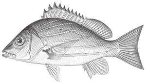 Lutjanus dodecacanthoides (斜帶笛鯛)縮圖