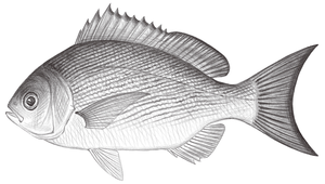 Pinjalo pinjalo (斜鱗笛鯛)縮圖