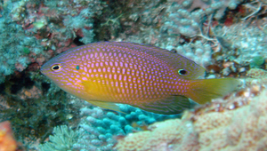 Pomacentrus vaiuli (王子雀鯛)縮圖