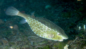 Ostracion rhinorhynchos (吻鼻箱魨)-資源代表圖