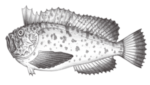 Erisphex pottii (絨鮋)縮圖