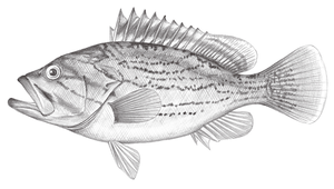 Epinephelus poecilonotus (琉璃石斑魚)縮圖