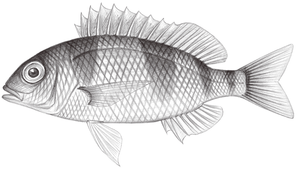 Parascolopsis inermis (橫帶副眶棘鱸)縮圖