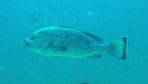 Epinephelus cyanopodus (細點石斑魚)-資源代表圖