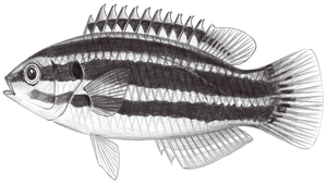 Bodianus izuensis (伊津狐鯛)縮圖