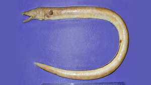 Xyrias chioui (邱氏列齒蛇鰻)縮圖