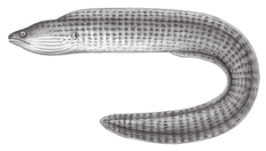 Gymnothorax buroensis (伯恩斯裸胸鯙)-資源代表圖