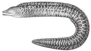 Gymnothorax undulatus (疏斑裸胸鯙)-資源代表圖