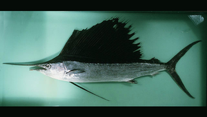 Istiophorus platypterus (雨傘旗魚)-資源代表圖