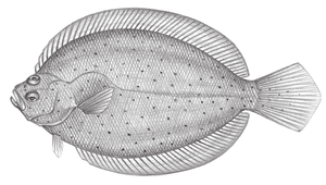 Tephrinectes sinensis (花鮃)縮圖