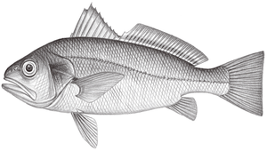 Pennahia anea (截尾白姑魚)-資源代表圖
