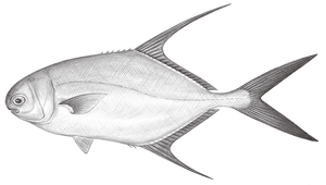 Trachinotus blochii (布氏鯧鰺)縮圖