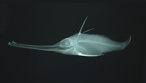 Halimochirurgus centriscoides (長管吻魨)-資源代表圖