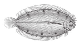 Samariscus latus (滿月沙鰈)縮圖