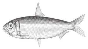 Amblygaster leiogaster (平胸鈍腹鯡)縮圖