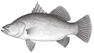 Lates calcarifer (尖吻鱸)縮圖