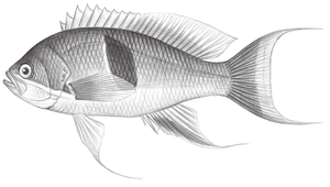Pseudanthias rubrizonatus (紅帶擬花鮨)縮圖
