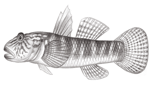 Rhinogobius formosanus (臺灣吻鰕虎)縮圖