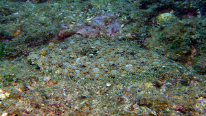 Bothus mancus (蒙鮃)縮圖
