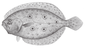 Pseudorhombus quinquocellatus (五目斑鮃)-資源代表圖