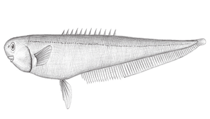 Notacanthus abbotti (長吻背棘魚)縮圖