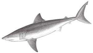 Carcharodon carcharias (食人鯊)縮圖