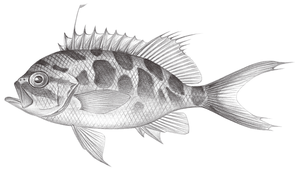 Odontanthias borbonius (黃斑齒花鮨)-資源代表圖