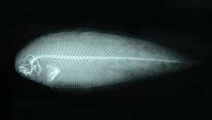 Cynoglossus nigropinnatus (黑鰭舌鰨)縮圖