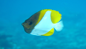 Hemitaurichthys polylepis (多鱗霞蝶魚)