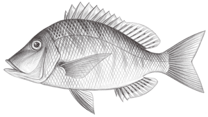 Lethrinus haematopterus (正龍占魚)-資源代表圖
