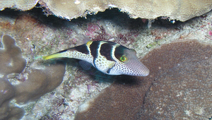 Canthigaster valentini (瓦氏尖鼻魨)縮圖