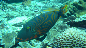 Balistapus undulatus (波紋鈎鱗魨)縮圖