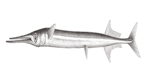 Platybelone argalus platyura (寬尾鶴鱵)-資源代表圖