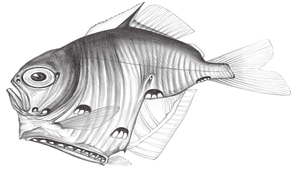 Sternoptyx pseudobscura (擬暗色褶胸魚)縮圖