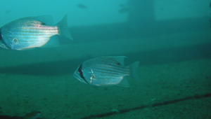 Glaucosoma buergeri (葉鯛)縮圖