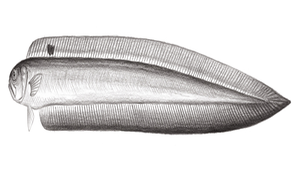 Acanthocepola limbata (背點棘赤刀魚)縮圖