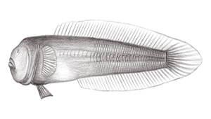Caragobius urolepis (尾鱗頭鰕虎)縮圖
