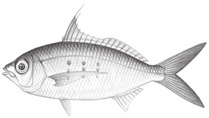 Gerres oblongus (長身鑽嘴魚)縮圖