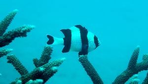 Dascyllus melanurus (黑尾圓雀鯛)縮圖