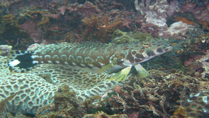 Parapercis millepunctata (雪點擬鱸)縮圖