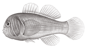 Gobiodon multilineatus (多線葉鰕虎)縮圖