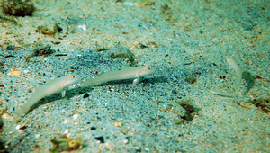 Valenciennea sexguttata (六點范氏塘鱧)-資源代表圖