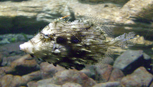 Chaetodermis penicilligerus (棘皮單棘魨)-資源代表圖