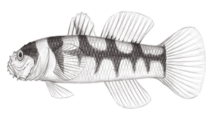 Gobiopsis arenaria (砂髯鰕虎)縮圖